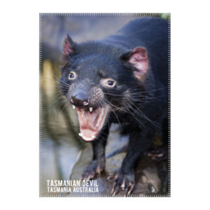 Tea Towel Microfibre Tasmainian Devil