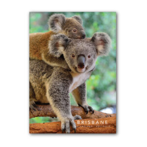 Tea Towel Microfibre Brisbane Koala