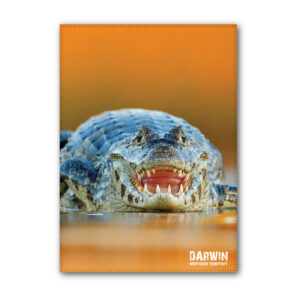 Tea Towel Microfibre Darwin Crocodile