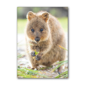 Tea Towel Microfibre Perth Quokka Grass
