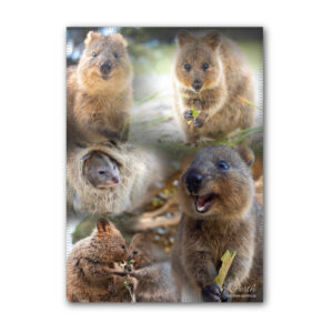 Tea Towel Microfibre Perth Quokka Montage