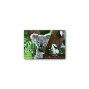 Magnet Gallery Standard Cairns Koala