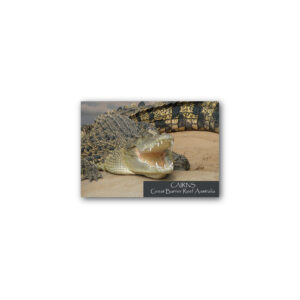 Magnet Gallery Standard Cairns Crocodile