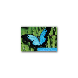 Magnet Gallery Standard Cairns Ulysses Butterfly