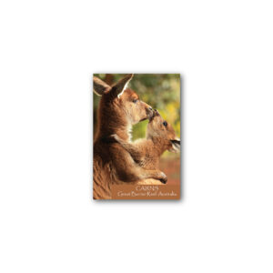 Magnet Gallery Standard Cairns Kangaroo