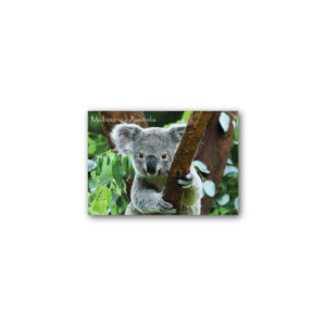 Magnet Gallery Standard Melbourne Koala
