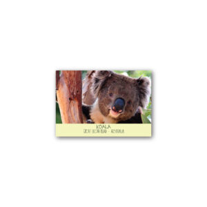 Magnet Gallery Standard Koala Great Ocean Road
