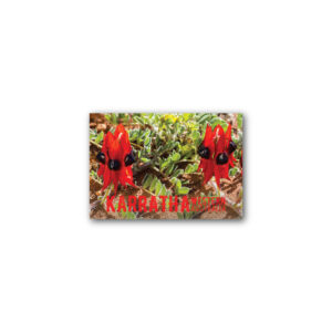 Magnet Gallery Standard Karratha Sturts Desert Pea