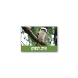 Magnet Gallery Standard Dandenong Ranges Kookaburra