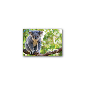 Magnet Gallery Standard Perth Koala
