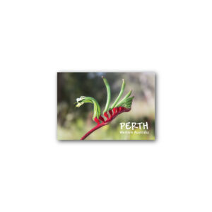 Magnet Gallery Standard Perth Kangaroo Paw
