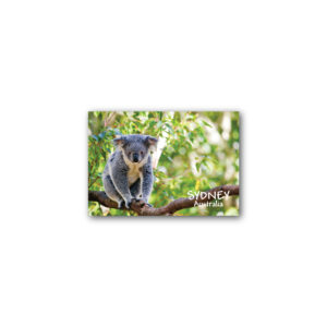 Magnet Gallery Standard Sydney Koala