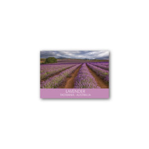 Magnet Gallery Standard Lavender Fields Tasmania