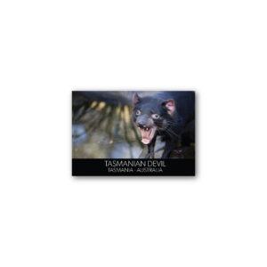 Magnet Gallery Standard Tasmanian Devil