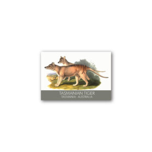 Magnet Gallery Standard Tasmanian Tiger