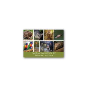 Magnet Gallery Standard Tasmanian Wildlife