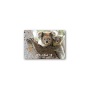 Magnet Gallery Standard Brisbane Koalas