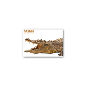 Magnet Gallery Standard Darwin Crocodile