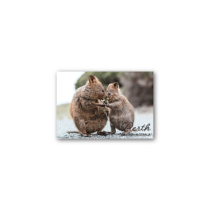 Magnet Gallery Standard Perth Two Quokkas