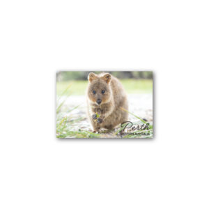 Magnet Gallery Standard Perth Quokka Grass