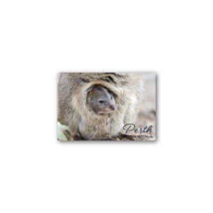 Magnet Gallery Standard Perth Quokka Joey