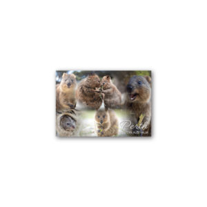 Magnet Gallery Standard Perth Quokka Montage