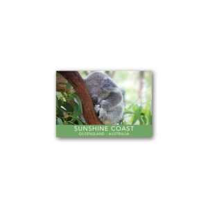 Magnet Gallery Standard Sunshine Coast Koala