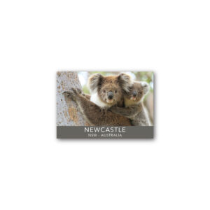 Magnet Gallery Standard Newcastle Koala