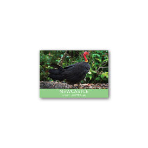 Magnet Gallery Standard Newcastle Brush Turkey