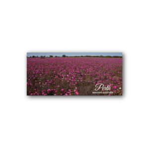 Magnet Gallery Panoramic Perth Wildflowers