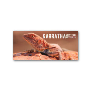 Magnet Gallery Panoramic Karratha Lizard