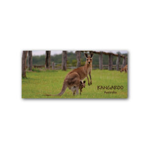 Magnet Gallery Panoramic Kangaroo Australia