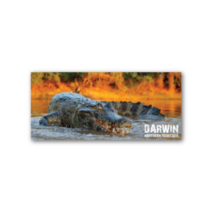 Magnet Gallery Panoramic Darwin Crocodile