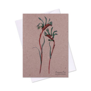 Greeting Card Kangaroo Paw