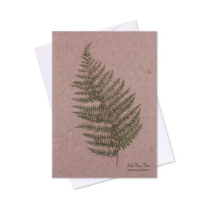 Greeting Card Soft Tree Fern