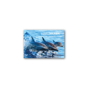 Magnet Gallery Standard Mooloolaba Dolphins