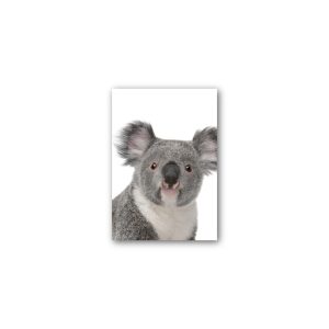 Magnet Gallery Standard Koala