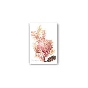 Magnet Gallery Standard Fig Hill Farm Morning Banksia
