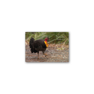 Magnet Gallery Standard Noosa Brush Turkey