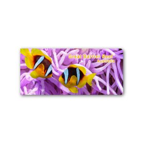 Magnet Gallery Panoramic GBR Clown Fish in Pink Anemone