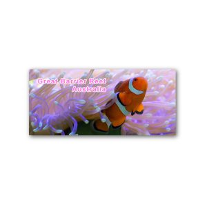 Magnet Gallery Panoramic GBR Clown Fish