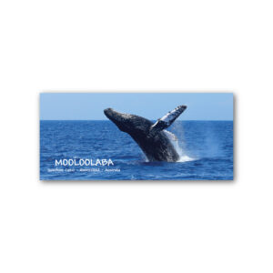 Magnet Gallery Panoramic Mooloolaba Humpback Whale
