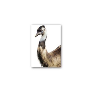 Magnet Gallery Standard Emu