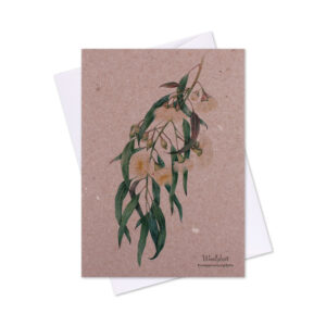 Greeting Card Woollybutt Eucalyptus