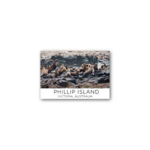 Magnet Gallery Standard Phillip Island Seals