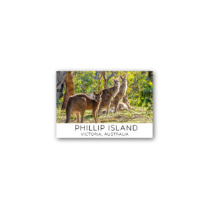 Magnet Gallery Standard Phillip Island Kangaroo