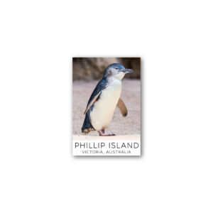 Magnet Gallery Standard Phillip Island Penguin