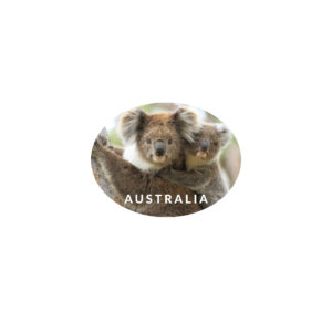Sticker Vinyl Oval Koala