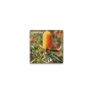 Ceramic Magnet Square Banksia