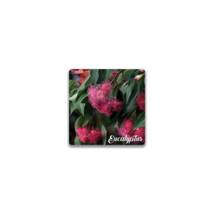 Ceramic Magnet Square Eucalyptus